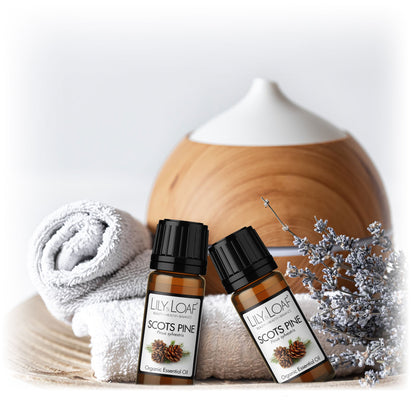 Scots Pine Organic Essential Oil